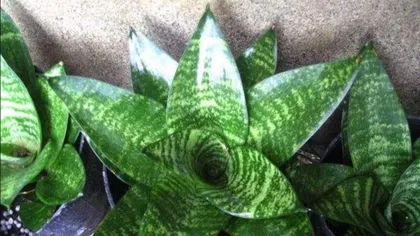 Sword Fern (Is it good to have a sword fern at home? Care tips for sword fern)