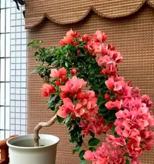 The Family Care Method for Double Red Flowers1