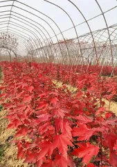 Fastest Rooting Method for Japanese Maple Cuttings (Scientific Cultivation, Efficient Propagation)