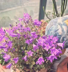 Investigating disease control methods for Danish bellflower (taking Danish bellflower diseases as an example to explore effective prevention strategies)