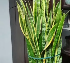 Sword Fern (Is it good to have a sword fern at home? Care tips for sword fern)1