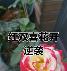 The Family Care Method for Double Red Flowers2