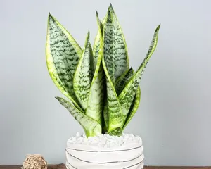 Sword Fern (Is it good to have a sword fern at home? Care tips for sword fern)2