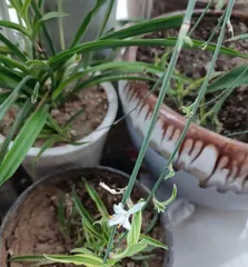 Care Methods for the Flowering of Golden Edge Chlorophytum (The Cultivation Techniques You Should Know to Make Golden Edge Chlorophytum Bloom)