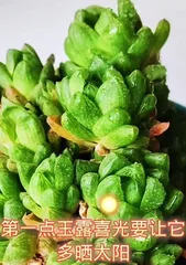 Cultivation Techniques for Jade Lily (Essential Secrets for Creating a Beautiful Garden)