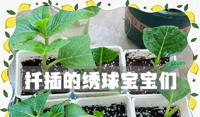 Detailed Explanation of Hydrangea Water Propagation Methods (Easily Master the Key Techniques of Hydrangea Water Propagation)