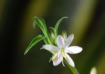 Care Methods for the Flowering of Golden Edge Chlorophytum (The Cultivation Techniques You Should Know to Make Golden Edge Chlorophytum Bloom)1