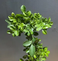 How to Care for Murraya Panorama Bonsai (Creating Healthy and Beautiful Murraya Panorama Bonsai)