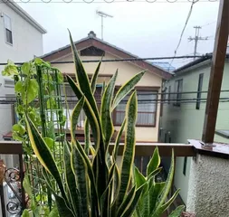 Snake Plant Repotting Guide (Precautions and Step-by-Step Explanation)