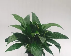 Bonsai cultivation (analyzing the best planting conditions from aspects such as soil, drainage, and root systems)