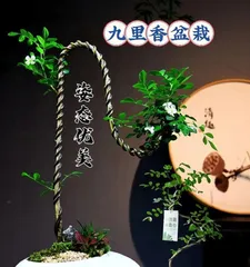 How to Care for Murraya Panorama Bonsai (Creating Healthy and Beautiful Murraya Panorama Bonsai)1