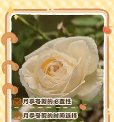 How to correctly prune flowers to let roses bloom their charming fragrance (Rose pruning techniques and precautions to help you create a beautiful garden)