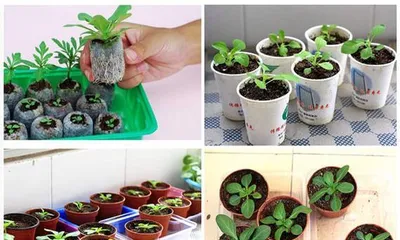 What should be done when the leaves of dwarf cow turn yellow in summer? (An exploration of the causes of dwarf cow leaf yellowing in summer and治理 methods)