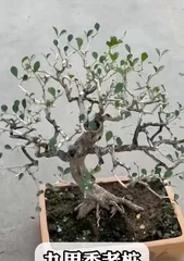How to Care for Murraya Panorama Bonsai (Creating Healthy and Beautiful Murraya Panorama Bonsai)2