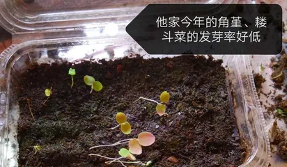 How does funnel cabbage sprout? - Unveiling the secrets of sprouting funnel cabbage (Let's explore the key steps and tips for sprouting funnel cabbage)