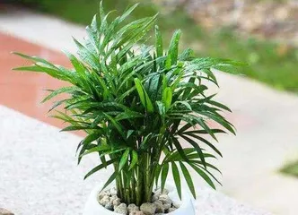 How to effectively prevent and treat the rolling leaves of feather palm? (What is the rolling leaves of feather palm? Detailed explanation of causes and treatment methods)