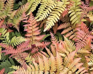 Fern Planting Guide (How to Properly Care for Ferns and Create a Green Home Environment)