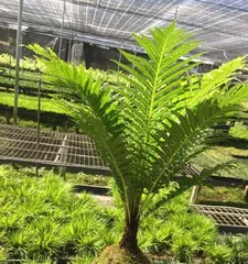 Fern Planting Guide (How to Properly Care for Ferns and Create a Green Home Environment)1