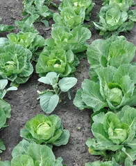 Cabbage (scientists who understand cabbage, understanding the cultivation and nutrition of cabbage)