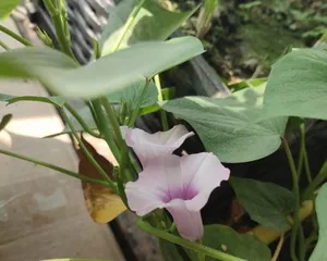 Discovering the Mystery of Sweet Potato Flowering (What does a sweet potato flower look like? How to promote sweet potato flowering?)