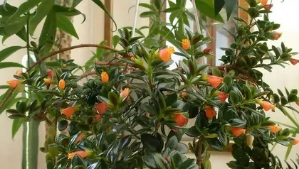 The golden pothos enjoys sunlight, creating a livable ecological environment (creating a comfortable home environment with golden pothos, as sunlight is their favorite)