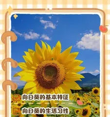 Explore the characteristics and charm of sunflowers (unveiling their morphology, ecology, and cultural connotations)
