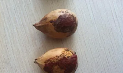 Treatment Methods for Rotting Ficus Tree Roots (Key Measures for Protecting the Health of Ficus Tree Roots)