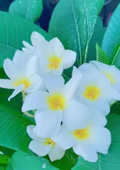 Explore the Mystery of the Eggflower (The Multiple Identities and Life Mysteries of a Flower)