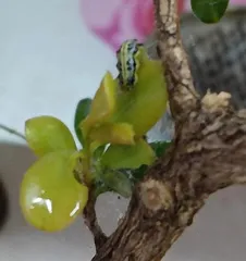 Treatment and Prevention Measures for Pests on Lucky Bamboo Leaves (To solve the problem of pests on lucky bamboo leaves, the key lies in prevention and treatment)