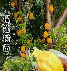 Selecting the best durian seedlings (from variety selection to planting and care, understanding the growth secrets of durian seedlings)