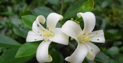 Investigating the growth and reproductive mechanisms of flowering plants (unveiling the mysteries of flowering, gaining an in-depth understanding of the physiological processes and regulatory mechanisms of flowering plants)