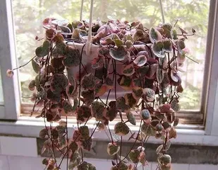 How to water String of Hearts？（Watering methods and precautions for String of Hearts）