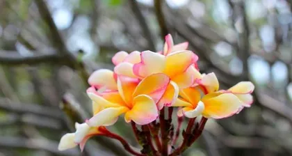 The Beauty of Rose Varieties: Exploring the Infinite Possibilities of Roses (Cultivating More Beautiful Variant Breeds Based on Roses)