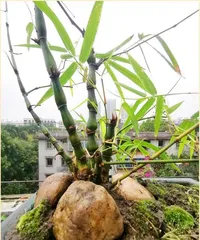 The reasons for and solutions to the leaf drop of Buddha's belly bamboo (Caring for Buddha's belly bamboo in winter to prevent it from losing its elegance)