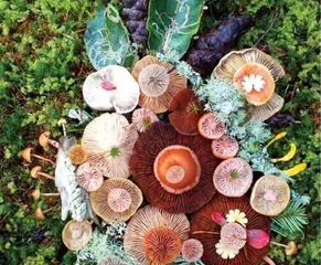 Are fungi lowly plants? - Exploring the status of fungi in the biological world