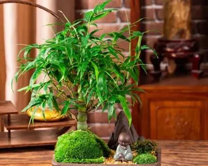 The reasons for and solutions to the leaf drop of Buddha