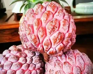 Potted Custard Apple (Exploring the Results of Potted Custard Apple and Maintenance Techniques)2