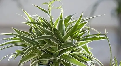 The timing and precautions for repotting Pothos (Epipremnum aureum) (From pot selection to repotting, these are the things to注意!)