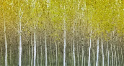 Planting Time and Techniques for Poplar Trees (Suitable Months and Planting Methods for Easy Poplar Tree Planting)