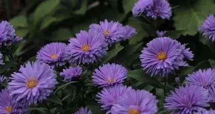 Analysis of the Cold-Tolerant Temperature of Achillea (How does Achillea withstand cold?)