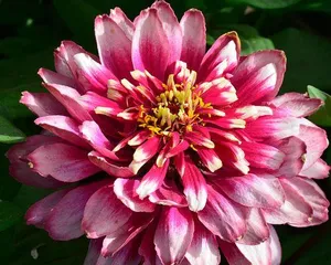 How to plant Zinnia seeds? (Step by step guide from seed selection to harvest)