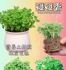 How to determine if the cuttings of patchouli have taken root? (Master the key points and easily identify the success or failure of the cuttings)