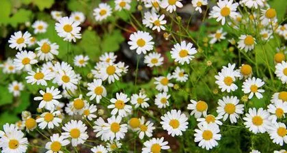 Does mugwort bloom? Analyzing the growth and blooming of mugwort (exploring the blooming period and flower morphology of mugwort, understanding the growth habits of mugwort)