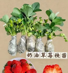 Is the strawberry a water-loving plant? (Water requirements and precautions for strawberry growth)