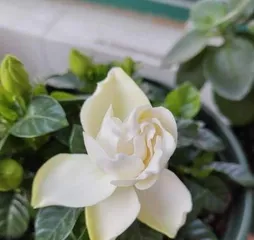 The Lifestyle of Gardenias in Winter (Winter Care and保暖 Techniques for Gardenias)