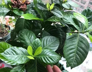 The Lifestyle of Gardenias in Winter (Winter Care and保暖 Techniques for Gardenias)1