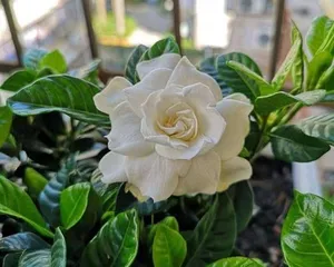 The Lifestyle of Gardenias in Winter (Winter Care and保暖 Techniques for Gardenias)2