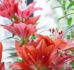 The Time and Methods for Planting Lilies in Spring (Lily Growth Habits, Suitable Planting Time, and Precautions)