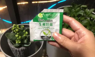 How to Water Kalanchoe with a Universal Nutrient Solution (Longevity Flower Watering Tips, Keeping Your Plant Long-Lasting and Healthy)