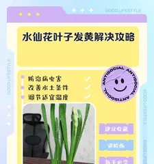 How to Water Scientifically to Maintain the Healthy Growth of Leaf Orchids (Watering Techniques and Precautions for Leaf Orchids)